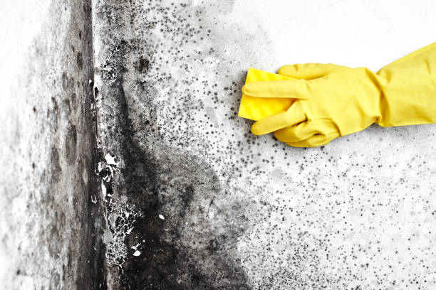 Best HVAC Mold Inspection and Cleaning  in Syosset, NY