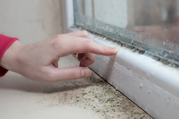 Best Emergency Mold Remediation  in Syosset, NY