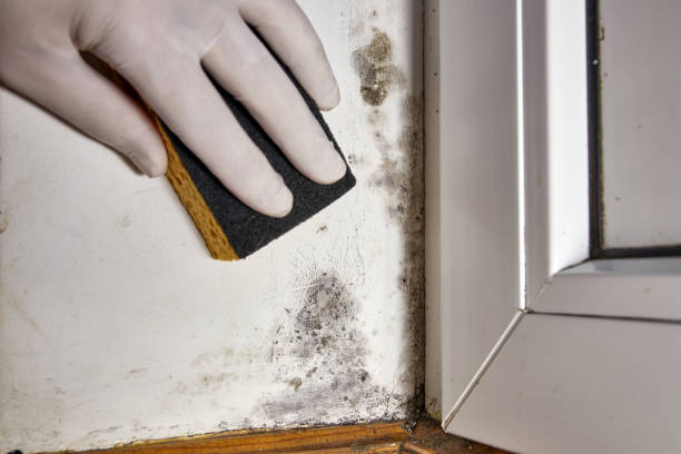 Best Asbestos and Lead Testing During Mold Inspection  in Syosset, NY