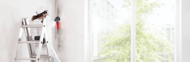 Trusted Syosset, NY Mold Removal Experts