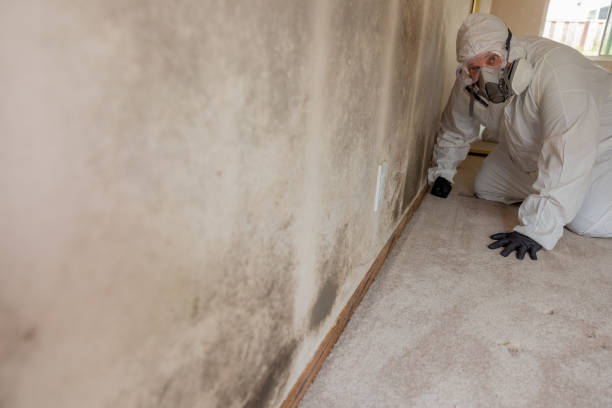 Best Forensic Mold Investigation  in Syosset, NY